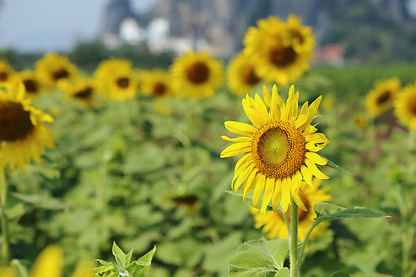 포토 JPG 해외이미지 나무 식물 꽃잎 꽃 백그라운드 잎 꽃무늬 밭 농업 자연 하늘 해바라기 씨앗 풍경 사람없음 야외 초록색 여름 파란색 농작물 햇빛 태양 농장 노란색 정원 맑음 봄 성장 시골 신선 닫기 선택 장면 내추럴 밭일 토스카나 해외202004 해외포토 자연요소 계절 산업 컬러 컨셉 무늬 모션 날씨 이탈리아 생태계 파일형식 이미지허브
