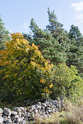 포토 JPG 해외이미지 나무 식물 계절 백그라운드 단풍 잎 자연 하늘 풍경 사람없음 야외 초록색 울타리 컬러풀 햇빛 노란색 가을 나뭇가지 소나무 숲 장면 내추럴 해외202004 해외포토 컬러 담장 태양 생태계 파일형식 이미지허브
