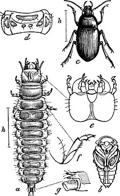EPS 해외이미지 일러스트 가족 수확 큼 딱정벌레 땅바닥 코스모폴리탄 해외202004 해외일러스트 곤충 농업 관계 바닥 칵테일 크기 파일형식 벡터 이미지허브