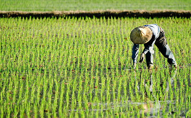 포토 JPG 해외이미지 식물 직업 전통 아시아 문화 음식 농업 자연 하늘 밥 노동자 동양인 풍경 사람없음 야외 초록색 물 농장 농경지 중국 수확 성장 시골 업무 작업 농부 낟알 시리얼 장면 질서 밀짚 논밭 밭일 줄서기 해외202004 해외포토 자연요소 나라 산업 컬러 밭 모션 논 인종 예절 짚 생태계 파일형식 이미지허브