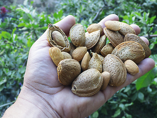포토 JPG 해외이미지 조개 손바닥 사람없음 견과류 달콤 유기농 아몬드 내추럴 수경재배 해외202004 해외포토 손 웰빙 어패류 맛 파일형식 이미지허브