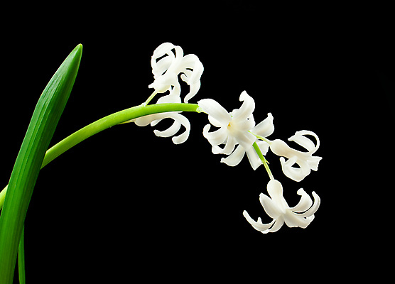 포토 JPG 해외이미지 식물 영어 계절 꽃잎 꽃 줄기 꽃다발 잎 자연 사람없음 초록색 컬러풀 머리 정원 보라색 봄 성장 벚꽃 흰색 향기 꽃가루 라벤더 고립 히아신스 해외202004 해외포토 문자 컬러 신체부위 가루 허브 생태계 냄새 파일형식 이미지허브