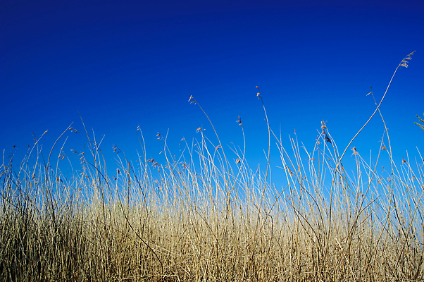 포토 JPG 해외이미지 자연 하늘 갈대 사람없음 야외 파란색 컬러풀 노란색 해외202004 해외포토 식물 컬러 생태계 파일형식 이미지허브