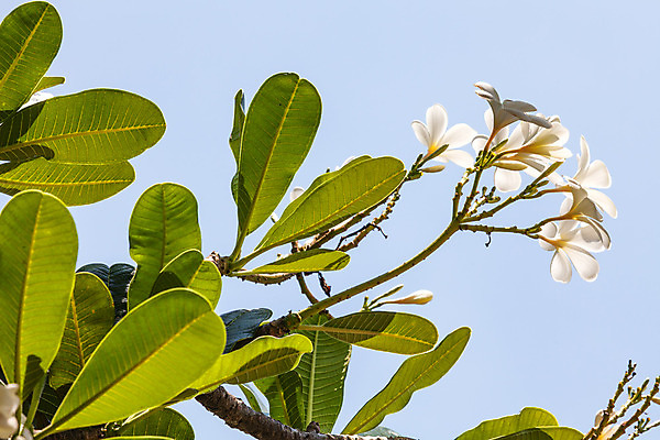 포토 JPG 해외이미지 식물 아이콘 꽃잎 꽃 문화 벽 분홍색 섬 농업 자연 벽지 인종 사람없음 치료 컬러풀 스크린 봄 벚꽃 개화 오브젝트 사인 싱글 하와이 향기 발리 고립 이국적 하와이인 알로하 해외202004 해외포토 외국인 계절 산업 컬러 의학 사람 미국 인사 생태계 냄새 인도네시아 파일형식 이미지허브