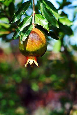 포토 JPG 해외이미지 잎 사람없음 아웃포커스 과수원 석류 석류나무 해외202004 해외포토 나무 식물 농업 과일 촬영기법 파일형식 이미지허브