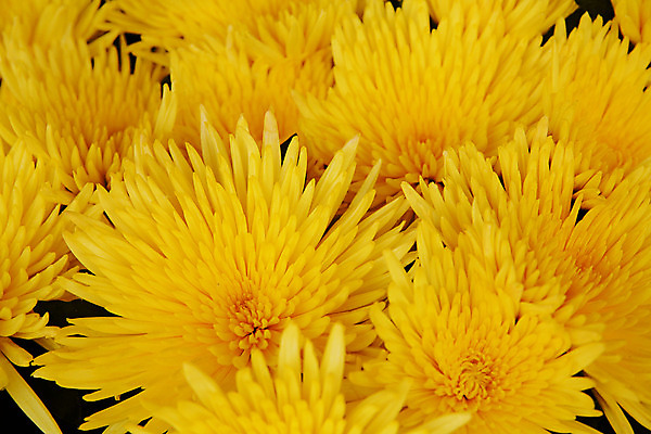 포토 JPG 해외이미지 식물 디자인 꽃잎 꽃 꽃다발 백그라운드 꽃무늬 패턴 오렌지 가족 자연 국화 기술 사람없음 장식 여름 노란색 머리 봄 활발 성장 벚꽃 신선 오브젝트 데이지 멀티 부족함 해외202004 해외포토 계절 컬러 컨셉 무늬 과일 관계 신체부위 생태계 파일형식 이미지허브