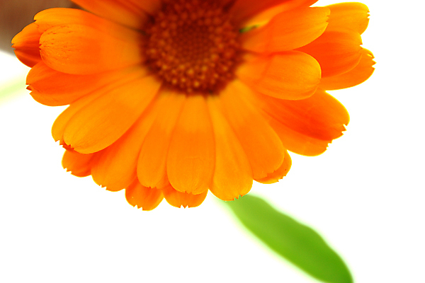 포토 JPG 해외이미지 식물 디자인 꽃 분홍색 백그라운드 컨셉 꽃무늬 패턴 자연 벽지 추상 선물 미술 사람없음 장식 초록색 빛 태양 노란색 우주 맑음 봄 흰색 인사 최고 신용카드 닫기 다발 만족 그림 데이지 엽서 공상 고립 엘리먼트 스타일 해외202004 해외포토 자연요소 계절 감정 컬러 무늬 모션 날씨 문화예술 금융 예절 편지 생태계 파일형식 이미지허브