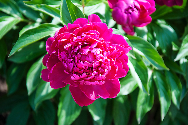 포토 JPG 해외이미지 식물 디자인 꽃잎 꽃 분홍색 잎 꽃무늬 패턴 자연 사람없음 장식 여름 정원 봄 성장 벚꽃 신선 개화 묘사 원예 내추럴 작약 해외202004 해외포토 계절 컬러 무늬 취미 생태계 파일형식 이미지허브