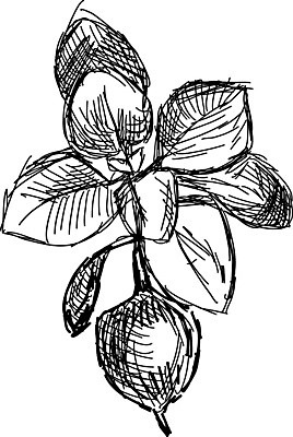 EPS 해외이미지 식물 손 디자인 백그라운드 잎 패턴 채소 일러스트 재료 자연 파슬리 건강 요리 미술 세트 정원 검은색 흰색 나뭇가지 신선 양념 조미료 낙서 스케치 민트 허브 향신료 사인 그림 유기농 윤곽 아로마 향 바질 내추럴 고립 딜 엘리먼트 오레가노 해외202004 해외일러스트 나무 웰빙 컬러 무늬 문화예술 신체부위 생태계 향미료 파일형식 벡터 이미지허브