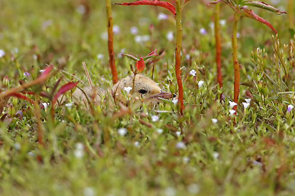 포토 JPG 해외이미지 나무 동물 여자 남자 아시아 얼굴 야생동물 백그라운드 날개 청소년 자연 조류 사람없음 야외 목재 가로 초록색 컬러풀 머리 환경 나뭇가지 아기 막대기 닫기 숲 깃털 꼬리 부리 서식지 생태학 이국적 해외202004 해외포토 식물 교육 나라 컬러 재료 모션 사람 신체부위 생태계 파일형식 이미지허브