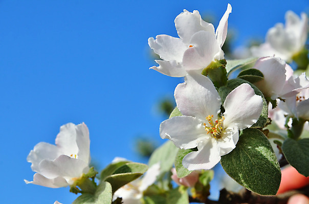 포토 JPG 해외이미지 나무 식물 계절 꽃잎 꽃 분홍색 백그라운드 잎 꽃무늬 농업 자연 하늘 풍경 사람없음 야외 초록색 파란색 태양 정원 봄 벚꽃 흰색 나뭇가지 신선 개화 꿀벌 사과 4월 즐거움 원예 질감 내추럴 해외202004 해외포토 자연요소 감정 산업 컬러 무늬 과일 취미 날짜 벌_곤충 생태계 파일형식 이미지허브