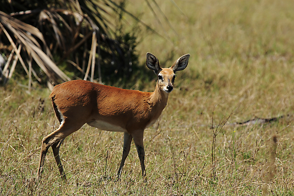포토 JPG 해외이미지 동물 야생동물 포유류 아프리카 자연 서기 사람없음 초록색 갈색 작음 사파리 영양 보츠와나 스텝 해외202004 해외포토 나라 컬러 모션 크기 생태계 파일형식 이미지허브