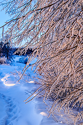 포토 JPG 해외이미지 나무 디자인 계절 공원 여행 백그라운드 크리스마스 겨울 자연 하늘 날씨 풍경 사람없음 야외 목재 파란색 빛 햇빛 태양 일출 맑음 냉동 얼음 일몰 새벽 추위 백발 흰색 나뭇가지 숲 12월 질감 서리 장면 북쪽 자작나무 1월 폭설 눈내림 해외202004 해외포토 자연요소 식물 헤어스타일 공공시설 기념일 컬러 재료 눈_날씨 노을 날짜 자연재해 방향 생태계 파일형식 이미지허브