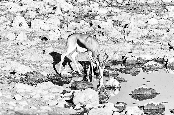 포토 JPG 해외이미지 동물 야생동물 여행 겨울 포유류 아프리카 아침 초식동물 흑백 풍경 사람없음 햇빛 반사 달러 맑음 시골 영양 나미비아 동물상 해외202004 해외포토 주간 계절 나라 돈 날씨 촬영기법 태양 조형물 남아프리카 파일형식 이미지허브