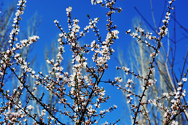 포토 JPG 해외이미지 나무 식물 계절 꽃 백그라운드 자연 하늘 부활절 새로움 풍경 사람없음 야외 파란색 빛 머리 환경 정원 일본 어둠 고요 봄 성장 벚꽃 흰색 나뭇가지 개화 체리 우아함 4월 묘사 시작 깊이 살구 워싱턴 카피스페이스 해외202004 해외포토 기념일 아시아 컬러 컨셉 과일 신체부위 미국 공백 날짜 생태계 파일형식 이미지허브