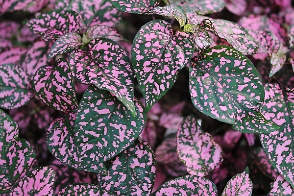 포토 JPG 해외이미지 나무 식물 계절 꽃 분홍색 백그라운드 자연 잔디 사람없음 컬러풀 정원 신선 원예 내추럴 영원 그리너리 해외202004 해외포토 컬러 취미 생태계 파일형식 트랜드컬러 이미지허브