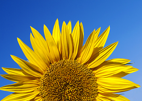 포토 JPG 해외이미지 백그라운드 하늘 해바라기 사람없음 노란색 활발 해외202004 해외포토 꽃 컬러 컨셉 파일형식 이미지허브