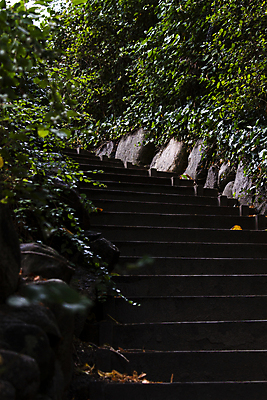 포토 JPG 해외이미지 나무 공원 도로 길 자국 자연 덴마크 이끼 풍경 사람없음 야외 초록색 걷기 계단 환경 어둠 침묵 가을 숲 그늘 오솔길 조경 단계 선로 해외202004 해외포토 식물 계절 공공시설 컬러 교통시설 모션 북유럽 소리 생태계 파일형식 이미지허브