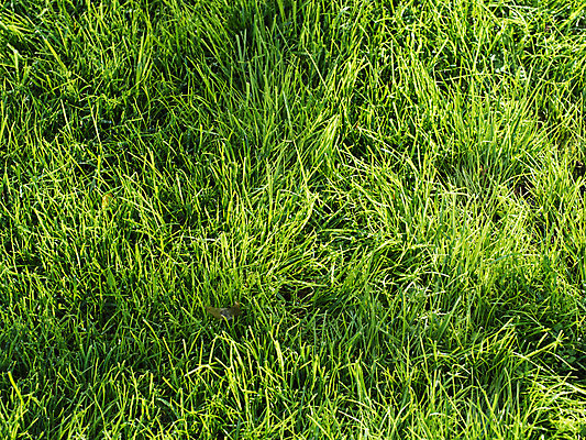 포토 JPG 해외이미지 백그라운드 아침 잔디 사람없음 초록색 빛 태양 정원 맑음 신선 질감 해외202004 해외포토 주간 자연요소 식물 컬러 날씨 파일형식 이미지허브