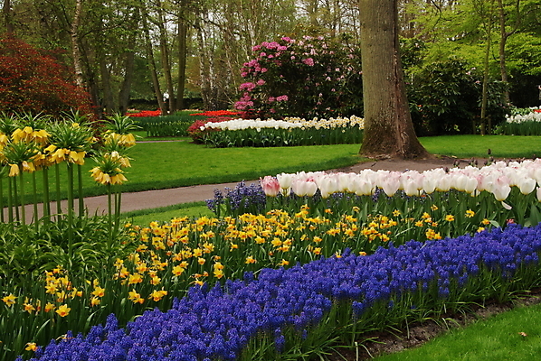 포토 JPG 해외이미지 식물 계절 꽃잎 꽃 줄기 백그라운드 잎 꽃무늬 패턴 밭 농업 자연 사람없음 야외 빨간색 여름 햇빛 정원 봄 줄무늬 활발 젖음 튤립 벚꽃 시골 침대 개화 다발 네덜란드 나누기 강렬 블러 줄서기 많음 해외202004 해외포토 유럽 산업 컬러 가구 컨셉 무늬 모션 태양 생태계 파일형식 이미지허브