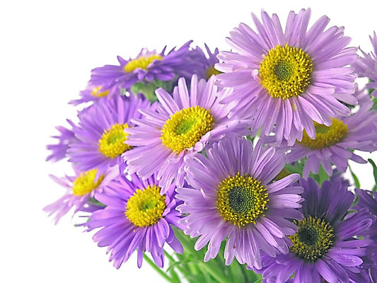 포토 JPG 해외이미지 식물 커플 꽃잎 꽃 분홍색 꽃무늬 자연 사랑 사람없음 정원 보라색 벚꽃 하트 신선 개화 닫기 원예 데이지 날카로움 내추럴 고립 해외202004 해외포토 모양 감정 컬러 무늬 관계 모션 취미 생태계 파일형식 이미지허브