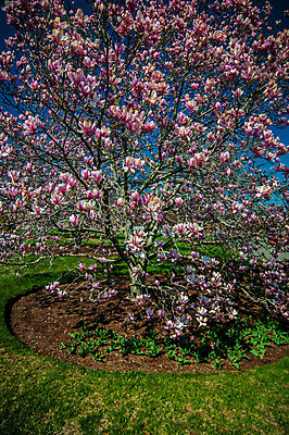 포토 JPG 해외이미지 나무 식물 계절 꽃 분홍색 백그라운드 꽃무늬 자연 하늘 사람없음 장식 파란색 햇빛 정원 봄 성장 벚꽃 나뭇가지 신선 개화 관목 순수 원예 향기 향 목련 세련 해외202004 해외포토 컬러 컨셉 무늬 취미 태양 생태계 냄새 파일형식 이미지허브