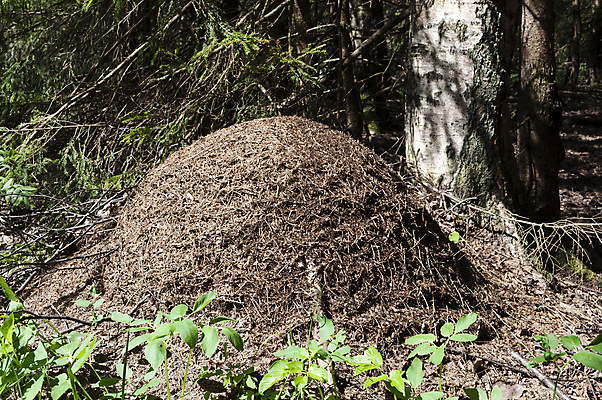 포토 JPG 해외이미지 나무 식물 동물 계절 야생동물 여행 곤충 잎 자연 아침 그림자 풍경 사람없음 야외 목재 초록색 여름 갈색 쌓기 환경 침묵 봄 나뭇가지 시골 소나무 숲 침엽수 전나무 자작나무 흙더미 가문비나무 해외202004 해외포토 주간 컬러 재료 모션 소리 흙 생태계 파일형식 더미 이미지허브