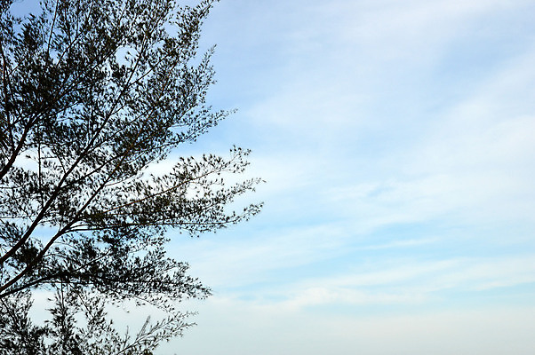 포토 JPG 해외이미지 나무 식물 계절 공원 실루엣 여행 백그라운드 잎 자연 그림자 풍경 사람없음 야외 목재 여름 햇빛 태양 우주 정원 맑음 침묵 봄 성장 가을 나뭇가지 신선 투명 숲 유기농 질감 장면 내추럴 해외202004 해외포토 자연요소 웰빙 공공시설 재료 날씨 촬영기법 소리 생태계 파일형식 이미지허브