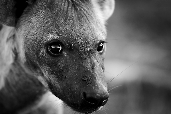 포토 JPG 해외이미지 동물 야생동물 포유류 아프리카 자연 흑백 사람없음 보호 사파리 육식동물 남아프리카 해외202004 해외포토 나라 컨셉 촬영기법 생태계 파일형식 이미지허브