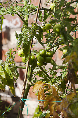 포토 JPG 해외이미지 식물 계절 음식 농업 토마토 채소 과일 재료 자연 건강 사람없음 빨간색 초록색 농작물 농장 정원 샐러드 성장 가을 대접 신선 칵테일 체리 시장 우아함 선택 맛 작음 수집 먹기 유기농 원예 포도나무 내추럴 숙성 온실 해외202004 해외포토 웰빙 산업 컬러 컨셉 모션 주류 취미 크기 과일나무 생태계 파일형식 이미지허브