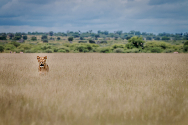 포토 JPG 해외이미지 동물 야생동물 여행 포유류 아프리카 자연 생물 털 동물원 사람없음 환경 고양이 힘 분노 황무지 위험 사자 큼 왕 모피 사파리 리더 육식동물 사냥꾼 멸종 사자자리 표범 내추럴 사바나 웅장함 해외202004 해외포토 직업 감정 나라 컨셉 반려동물 별자리 크기 생태계 파일형식 이미지허브