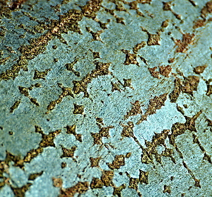 포토 JPG 해외이미지 나무 식물 백그라운드 패턴 자연 날씨 추상 사람없음 야외 목재 초록색 갈색 환경 회색 나뭇가지 거친 숲 묘사 올리브 질감 나무껍질 내추럴 고립 옛날 해외202004 해외포토 열매 컬러 무늬 재료 껍질 생태계 파일형식 이미지허브