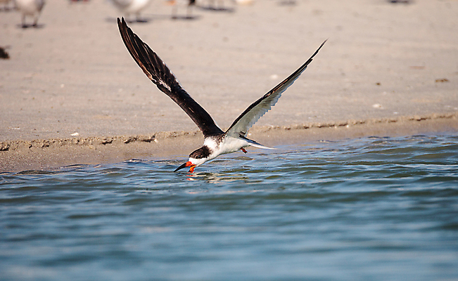 포토 JPG 해외이미지 야생동물 모래 바다 자연 갈매기 조류 열대 사람없음 빨간색 물 검은색 수영 미국 흰색 물새 나폴리 플로리다 해외202004 해외포토 자연요소 동물 컬러 북아메리카 이탈리아 수상스포츠 생태계 파일형식 이미지허브