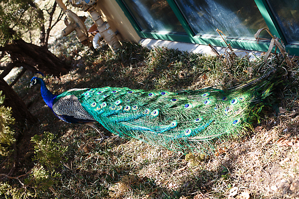 포토 JPG 해외이미지 나무 식물 동물 1 공원 남자 자연 조류 그림자 사람없음 야외 가로 초록색 파란색 봄 산책 흰색 공작 꼬리 동물상 땅바닥 해외202004 해외포토 계절 공공시설 컬러 휴식 바닥 사람 조형물 생태계 파일형식 이미지허브