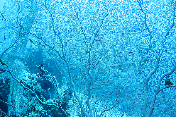 포토 JPG 해외이미지 동물 야생동물 바다 아프리카 자연 이집트 풍경 사람없음 물 컬러풀 햇빛 바닷속 수중 스노클링 호주 잠수부 야간 생태계 다이빙 인도네시아 수족관 홍해 인도양 대서양 몰디브 카리브해 깊이 소금물 해외202004 해외포토 자연요소 나라 아시아 컬러 태양 수영 수상스포츠 오세아니아 전문직 수중스포츠 파일형식 이미지허브