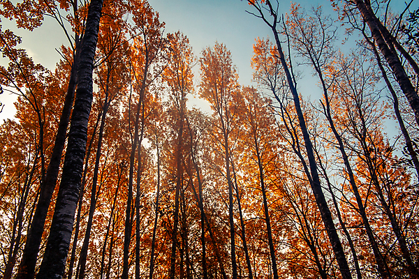 포토 JPG 해외이미지 나무 디자인 계절 공원 백그라운드 잎 패턴 오렌지 텍스트 자연 하늘 추상 풍경 사람없음 야외 장식 빨간색 여름 파란색 빛 컬러풀 햇빛 노란색 환경 활발 가을 나뭇가지 신선 황금 숲 인도인 유기농 질감 내추럴 해외202004 해외포토 외국인 식물 웰빙 공공시설 컬러 컨셉 무늬 과일 동양인 태양 생태계 파일형식 이미지허브