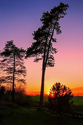 포토 JPG 해외이미지 모양 나무 실루엣 오렌지 자연 하늘 잉글랜드 풍경 사람없음 야외 빨간색 파란색 빛 컬러풀 햇빛 태양 노란색 황혼 일몰 새벽 시골 소나무 황금 저녁 상록수 전나무 내추럴 강렬 수평선 해외202004 해외포토 자연요소 식물 컬러 과일 영국 촬영기법 노을 야간 생태계 파일형식 이미지허브