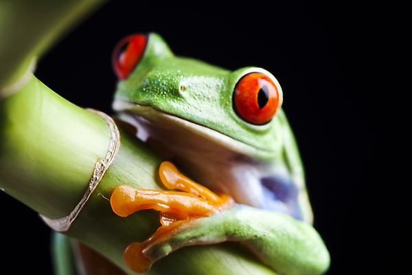 포토 JPG 해외이미지 한마리 야생동물 검은배경 실내 매달리기 양서류 근접촬영 사람없음 청개구리 잎줄기 해외202004 해외포토 동물 1 뷰포인트 줄기 백그라운드 모션 개구리 내부 검은색 파일형식 이미지허브