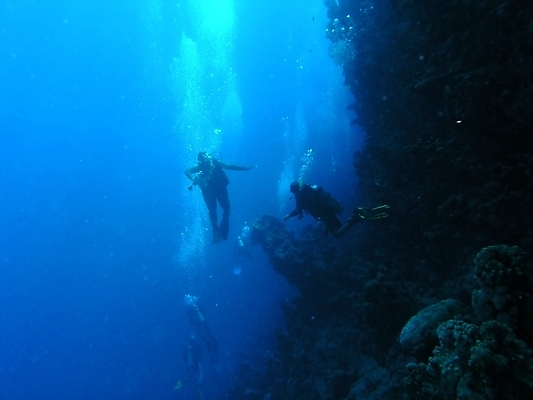 포토 JPG 해외이미지 식물 동물 야생동물 자연 표면 어류 사람없음 물 반사 수중 투명 스노클링 산호 잠수부 다이빙 암초 동물상 해외202004 해외포토 자연요소 조형물 수영 수중동물 수상스포츠 자포동물 전문직 생태계 수중스포츠 파일형식 이미지허브