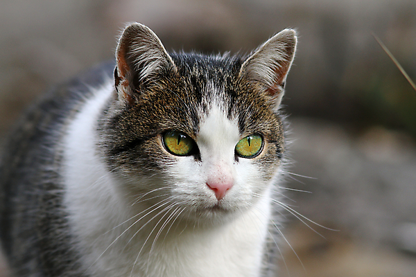 포토 JPG 해외이미지 동물 1 응시 얼굴 포즈 백그라운드 포유류 자연 수염 털 사람없음 반려동물 고양이 줄무늬 회색 표현 닫기 달콤 작음 모피 호기심 얼룩무늬 관심 기르기 해외202004 해외포토 시선 감정 컬러 컨셉 무늬 모션 신체부위 맛 크기 생태계 돌봄 파일형식 이미지허브