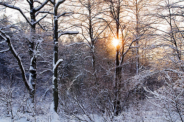 포토 JPG 해외이미지 나무 구름 계절 공원 백그라운드 크리스마스 겨울 밭 자연 하늘 날씨 산 풍경 사람없음 야외 목재 빛 햇빛 태양 맑음 냉동 얼음 일몰 추위 덮개 흰색 나뭇가지 시골 숲 12월 서리 장면 전나무 눈보라 1월 내추럴 눈내림 해외202004 해외포토 자연요소 식물 공공시설 기념일 컬러 농업 재료 눈_날씨 노을 뚜껑 날짜 생태계 파일형식 이미지허브