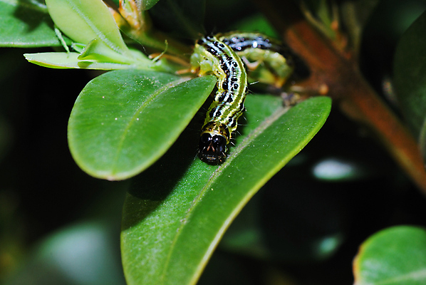 포토 JPG 해외이미지 동물 야생동물 곤충 백그라운드 컨셉 날개 자연 노동자 아이디어 안테나 사람없음 목재 초록색 여름 세트 검은색 흰색 업무 벌 수집 딱정벌레 무당벌레 거미 개미 해외202004 해외포토 나무 직업 계절 컬러 재료 통신 작업 생태계 파일형식 이미지허브