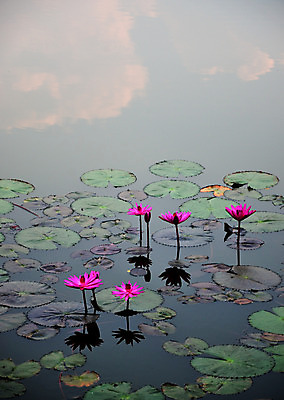 포토 JPG 해외이미지 식물 구름 꽃 분홍색 잎 꽃무늬 자연 하늘 연꽃 사람없음 야외 물 반사 벚꽃 당구 만족 내추럴 해외202004 해외포토 자연요소 감정 컬러 무늬 구기 생태계 파일형식 이미지허브