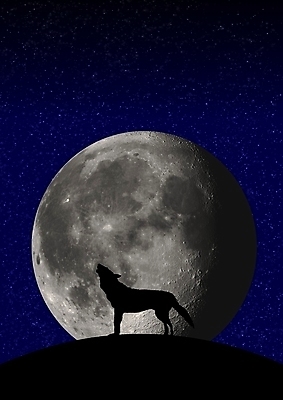 포토 JPG 해외이미지 동물 실루엣 별 야생동물 일러스트 포유류 사람없음 그래픽 달 야간 가득함 언덕 장면 늑대 해외202004 해외포토 자연요소 촬영기법 파일형식 이미지허브