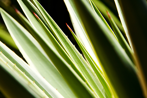 포토 JPG 해외이미지 백그라운드 잎 선인장 사람없음 초록색 햇빛 노란색 정원 파편 스파이크 캠코더 광합성 라텍스 파라다이스 해외202004 해외포토 식물 컬러 태양 카메라 파일형식 이미지허브