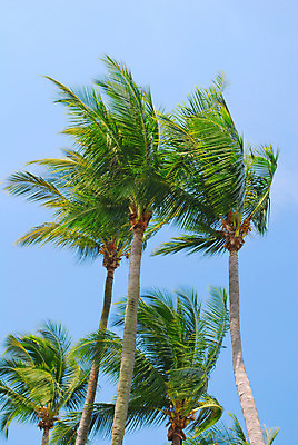 포토 JPG 해외이미지 나무 식물 계절 아시아 섬 여행 컨셉 자연 하늘 바람 추상 휴가 휴식 동양인 사람없음 야외 파란색 평화 침묵 고요 자유 심볼 하와이 코코넛 파라다이스 해외202004 해외포토 자연요소 나라 컬러 무늬 과일 날씨 인종 미국 소리 생태계 파일형식 이미지허브