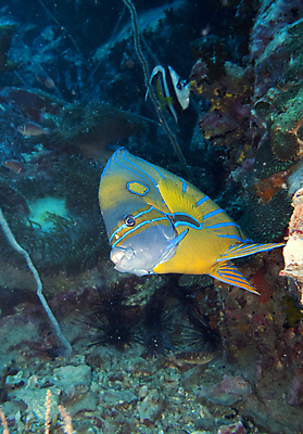 포토 JPG 해외이미지 야생동물 바다 여행 학교 모션 자연 휴가 천사 어류 풍경 사람없음 야외 파란색 바닷속 수중 수영 물방울 반지 아래 다이빙 생물학 지느러미 내추럴 깊이 동물상 생태학 침몰 많음 해외202004 해외포토 동물 교육 컬러 컨셉 장신구 조형물 수중동물 수상스포츠 방향 생태계 위치 수중스포츠 파일형식 이미지허브