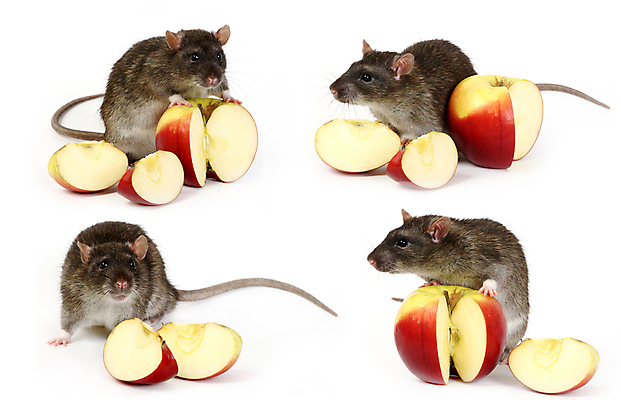 포토 JPG 해외이미지 동물 부분 포유류 수염 털 사람없음 빨간색 반려동물 노란색 회색 흰색 해충 사과 설치류 수줍음 자르기 코 꼬리 솜털 고립 해외202004 해외포토 감정 컬러 과일 모션 신체부위 벌레 파일형식 이미지허브