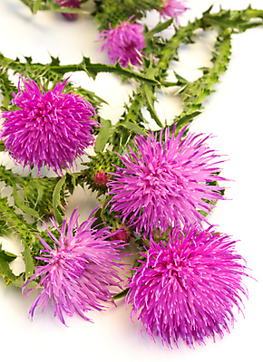 포토 JPG 해외이미지 식물 계절 꽃잎 꽃 분홍색 잎 꽃무늬 자연 건강 사람없음 약 보라색 벚꽃 나뭇가지 신선 가시 닫기 약초 허브 흰배경 해외202004 해외포토 나무 컬러 백그라운드 무늬 의학 모션 흰색 풀_식물 생태계 파일형식 이미지허브