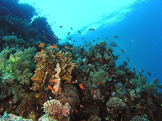 포토 JPG 해외이미지 식물 동물 야생동물 잎 자연 표면 어류 사람없음 물 반사 수중 투명 스노클링 산호 잠수부 다이빙 암초 동물상 해외202004 해외포토 자연요소 조형물 수영 수중동물 수상스포츠 자포동물 전문직 생태계 수중스포츠 파일형식 이미지허브